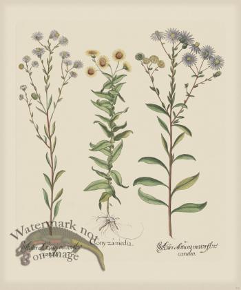 Besler 215 Colored  B2